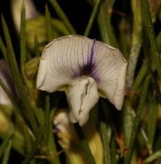 Psoralea sp18