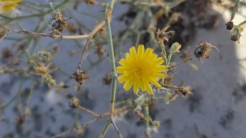 Launaea mucronata