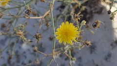 Launaea mucronata