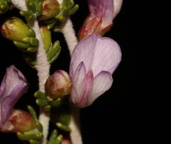 Aspalathus costulata