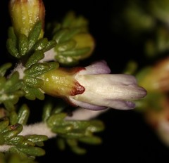 Aspalathus costulata