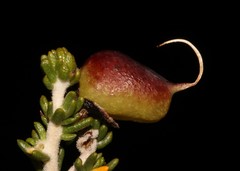 Aspalathus costulata