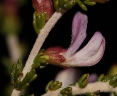 Aspalathus costulata