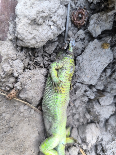 Western Green Lizard