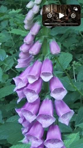 purple foxglove