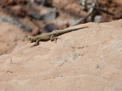 Uta stansburiana uniformis