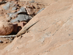 Uta stansburiana uniformis