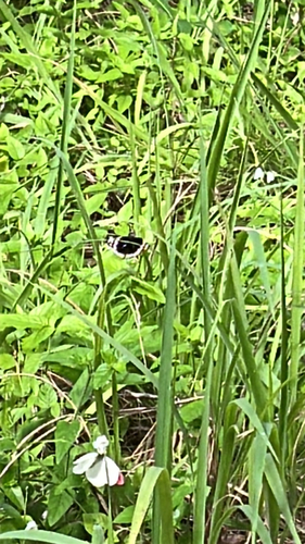 Junonia oenone