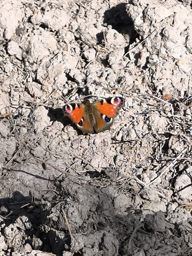 European Peacock Butterfly