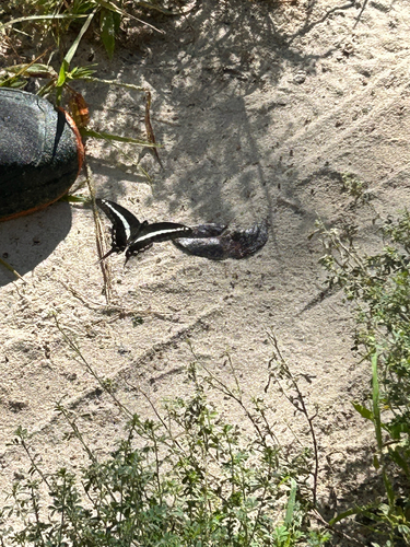 Graphium kirbyi