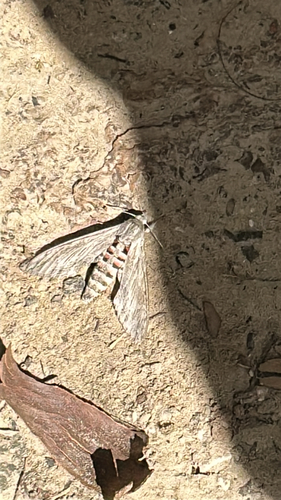 Agrius convolvuli