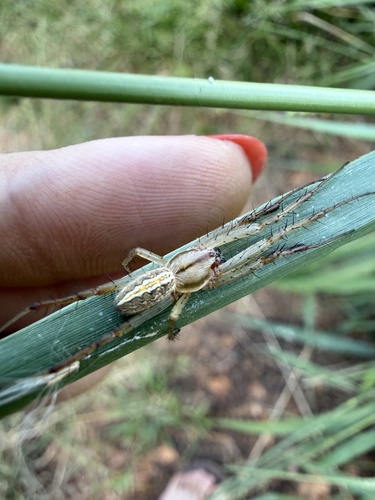 Grass Neoscona Spider