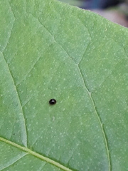 Chilocorus nigritus
