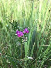 Vicia sativa