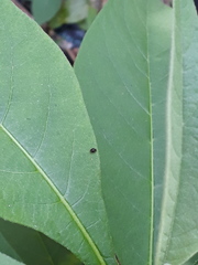 Chilocorus nigritus
