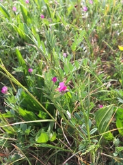 Vicia sativa