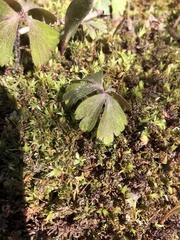 Anemonoides quinquefolia