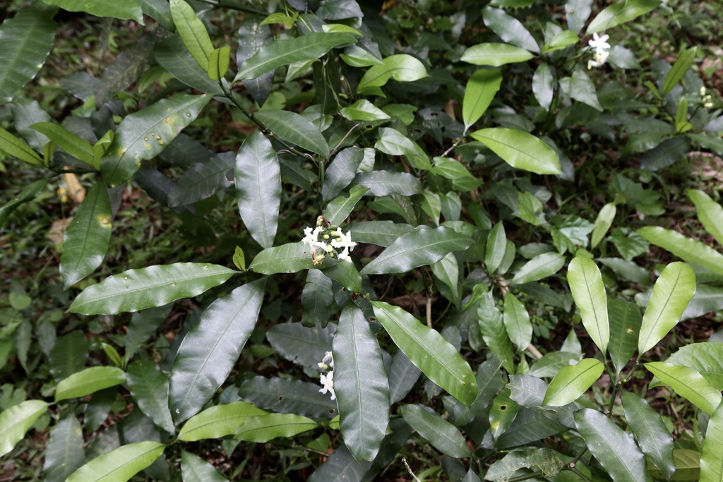 Tabernaemontana ventricosa; photograph (c) Dr. Alexey Yakovlev, some rights reserved (CC BY)