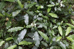 Tabernaemontana ventricosa