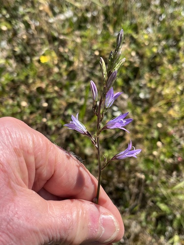 Rampion