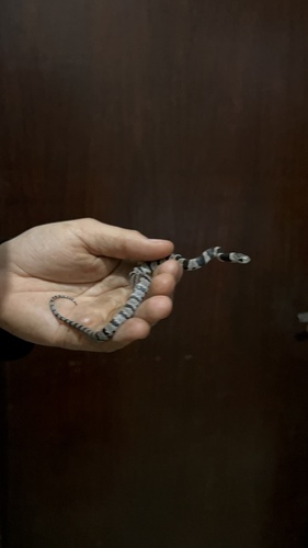 Brazilian Slug-eating Snake