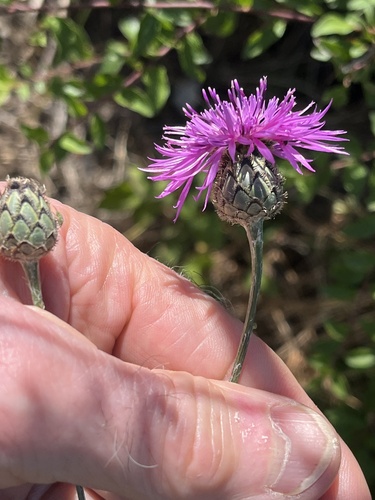 Greater Knapweed