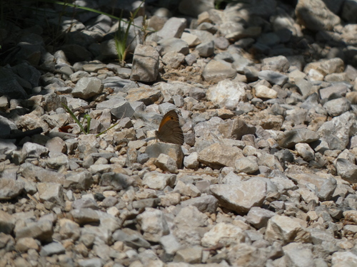 Meadow Brown