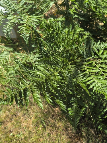 iNaturalist observation photo of common bracken