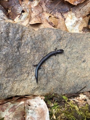 Plethodon electromorphus