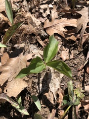 Trillium grandiflorum