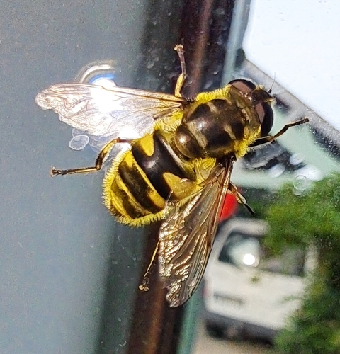 Yellow-haired Sun Fly