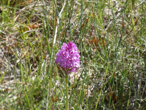 pyramidal orchid