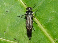 Glipa hilaris