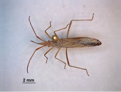Protenor belfragei