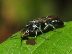 Glipa hilaris