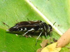 Glipa hilaris
