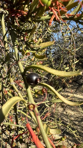 Ligaria cuneifolia, photograph 6