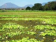Jacana spinosa