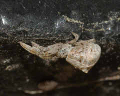 Hyptiotes paradoxus