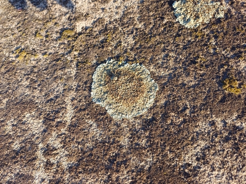 Stonewall Rim Lichen