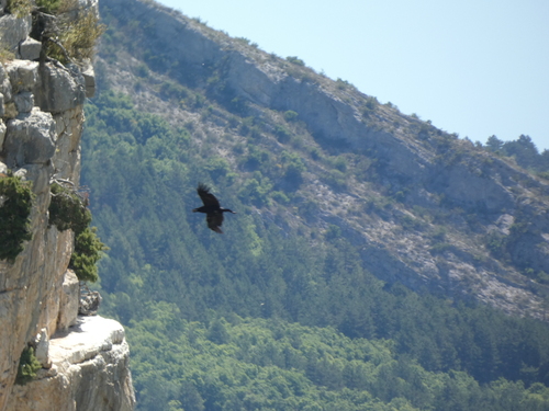 Common Raven