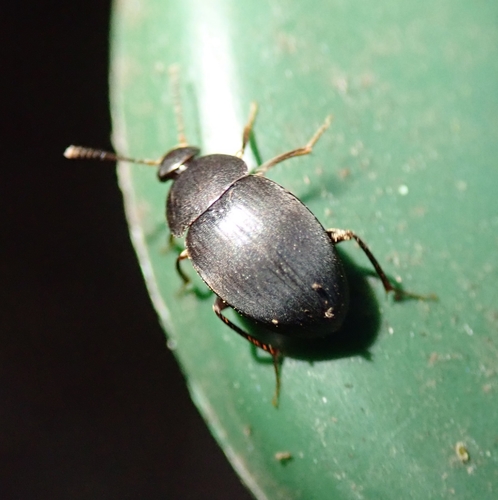 Catops picipes · iNaturalist