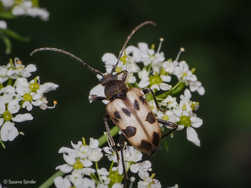 speckled longhorn beetle