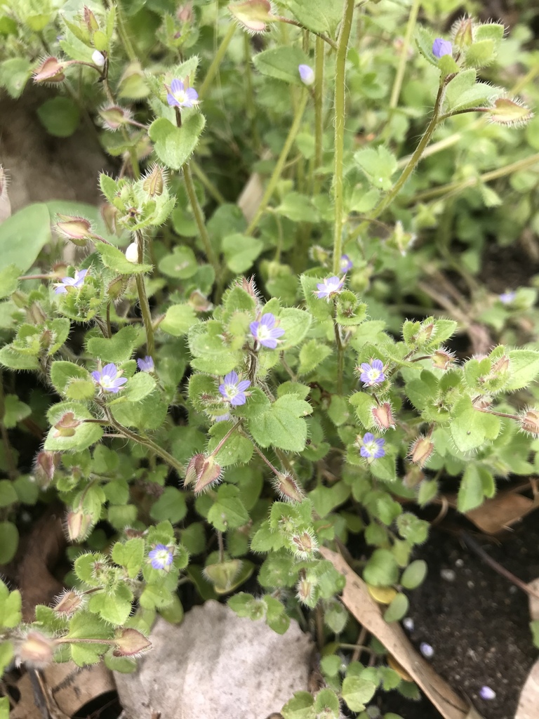 Veronica hederifolia