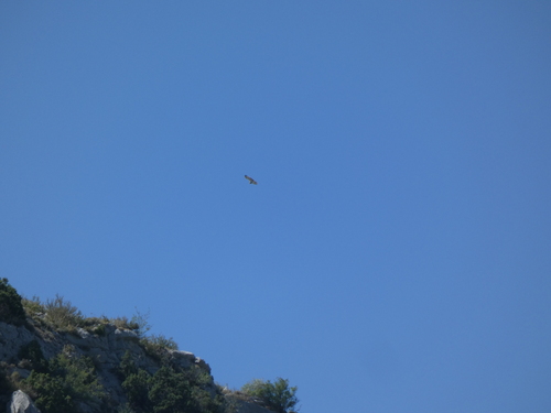 Short-toed Snake-Eagle