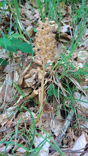 bird's-nest orchid