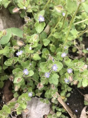 Veronica hederifolia