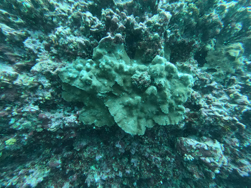 Pavona gigantea observed 2026-06-06
