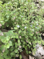 Veronica hederifolia