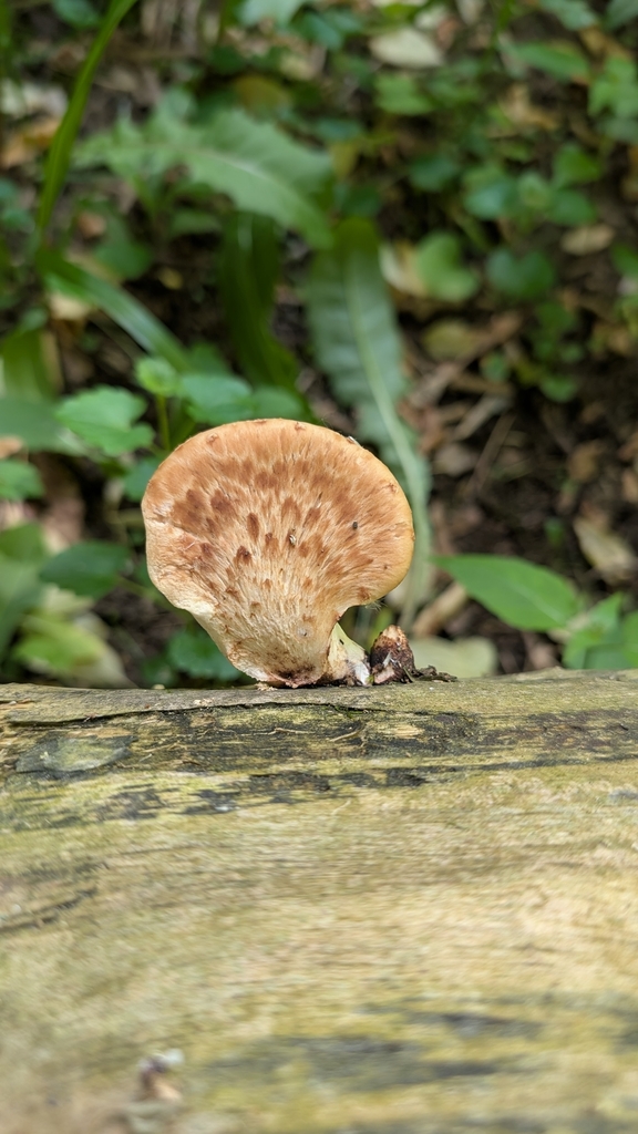 Dryad's Saddle · June 2026 · photo: Photo: (c) bnickle, some rights reserved (CC BY) · iNaturalist